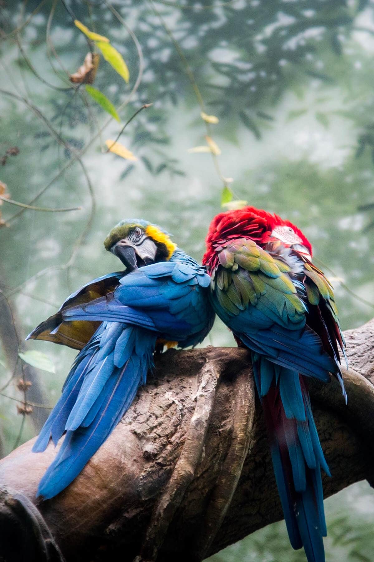 The Birds